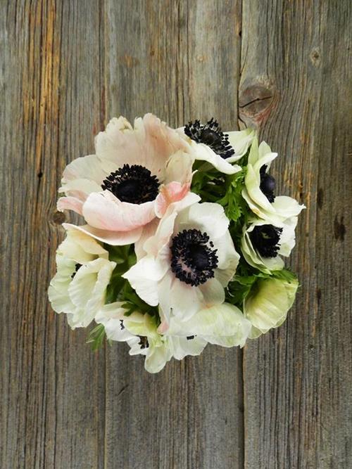 Wholesale Panda White Anemone Delivered Online FlowerFarm